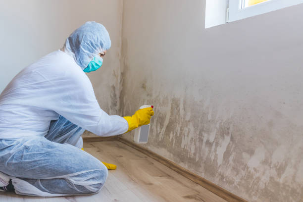 Licensed Basement Mold Removal service in Bogota, NJ - WQB Mold Removal