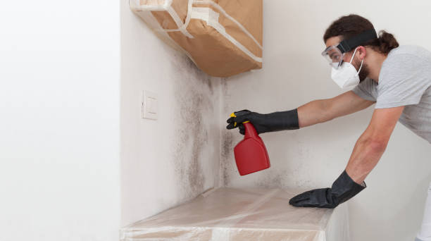 Professional Basement Mold Removal technician working in Bogota, NJ
