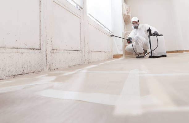 24/7 Emergency Basement Mold Removal experts in Bogota, NJ