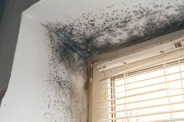 Affordable Basement Mold Removal solutions in Bogota, NJ